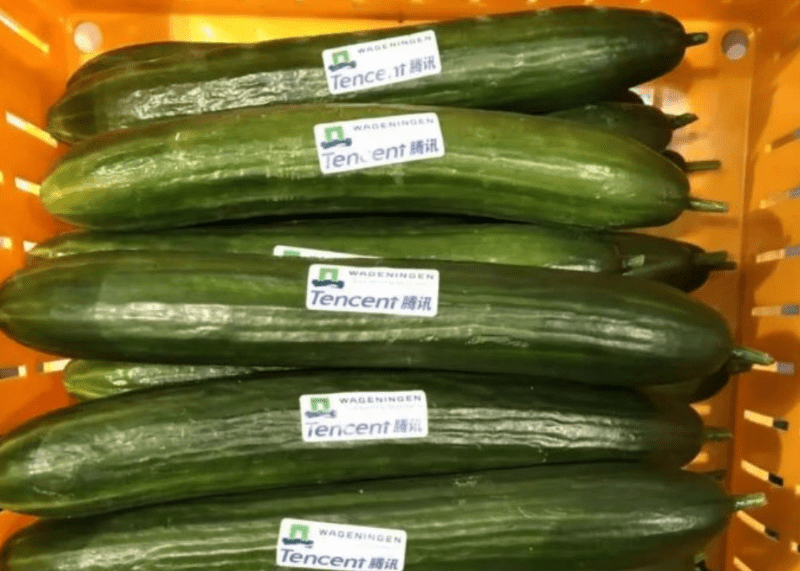 Tencent cucumbers